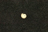 藏品(圓口扁蜷)的圖片